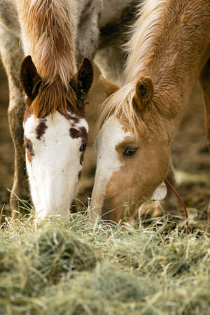 Adoptable horses on site in Oregon near Burnsの写真素材