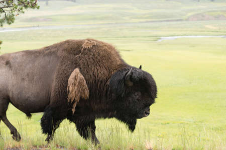 A big male bull Bison walks along just after sunrise