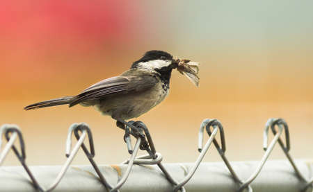 Black-capped Chickadee Bird Perched Fence Moth in Mouthの写真素材