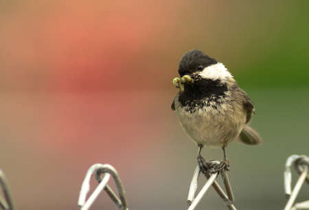 Black-capped Chickadee Bird Perched Fence Moth in Mouthの写真素材