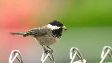 A Black-capped Chickadee travels the fence line gathering food to take to her youngの写真素材