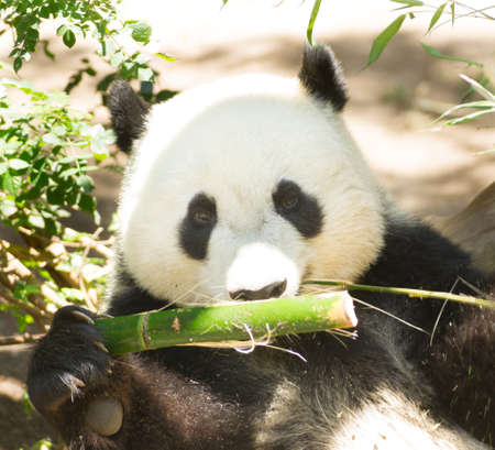 Endangered Giant Panda Eating Bamboo Stalkの写真素材