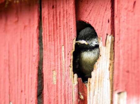 A newborn chick looks out of a hole in the house waiting for parents to bring foodの写真素材