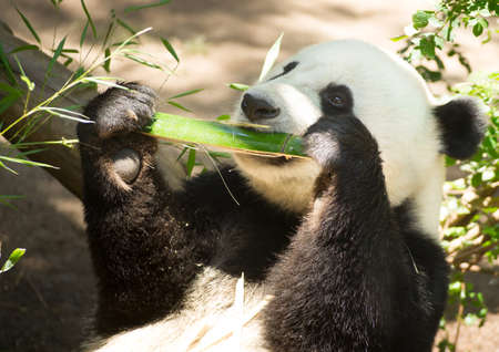 Endangered A Giant Panda relaxes while feeding on Bambooの写真素材