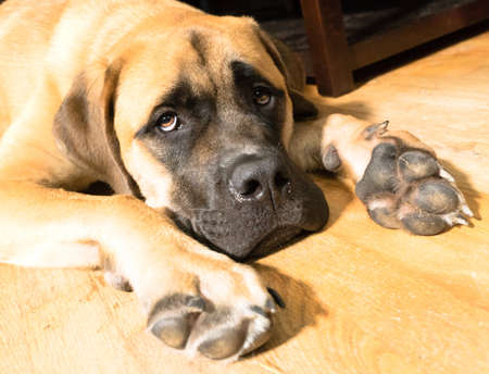 A unique canine lays flat bellied on the floorの写真素材