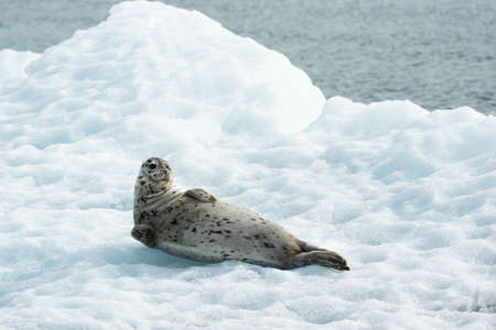 Poser Sea Lion Laying on Iceberg North Pacific Oceanの写真素材
