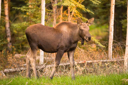 A young moose calf takes a moment to check her surroundings while grazingの写真素材