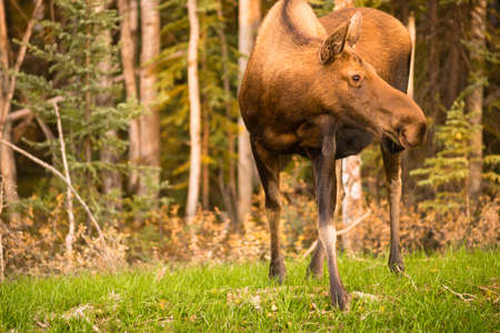 A female cow Moose takes a moment to pause checking surroundings while grazingの写真素材