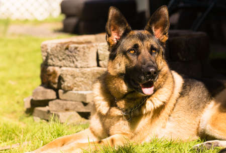 Man's best friend the purebred German Shepherd laying in the backyardの写真素材