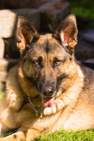 Man's best friend the purebred German Shepherd laying in the backyardの写真素材