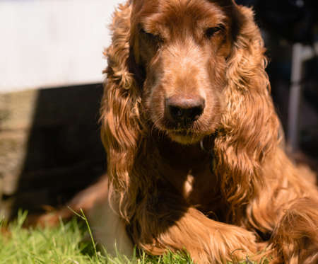 Don't Tread on Me Purebred Irish Setter Dog Canine Petの写真素材