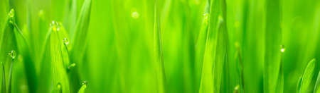 Microgreens Growing Panoramic Dew on Wheatgrass Bladesの写真素材