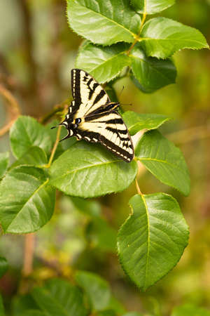 Vertical composition garden plant leaves Swallowtail Butterflyの写真素材