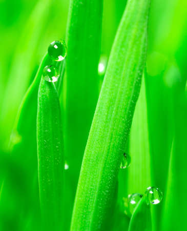 Wheatgrass passes water from root to stem blade tip overnightの写真素材