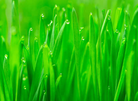Wheatgrass passes water from root to stem blade tip overnightの写真素材