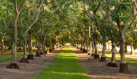 Hard limes grow on the branch in this agricultural orchardの写真素材