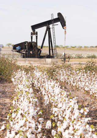 Oil production in a mature cotton fieldのeditorial素材