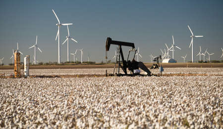 Oil production in a mature cotton fieldのeditorial素材