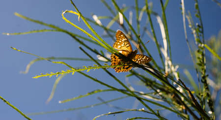 Butterfly on a branch soaking up the sun drying wings