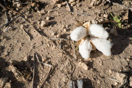Close up of a fallen opening cotton boll in the field on the ground