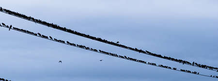 Birds come together for socializing late afternoon urban area electrical linesの写真素材