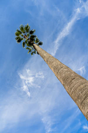 Tree trunk bark on a tall palm tree in southern Californiaの写真素材
