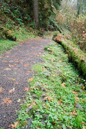 A path has been cut through logs and under brush into the wet rainforestの写真素材