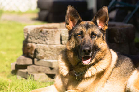 Man's best friend the purebred German Shepherd laying in the backyardの写真素材