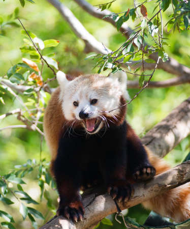 A Red Panda goes high for some nutrients in Bamboo  leavesの写真素材