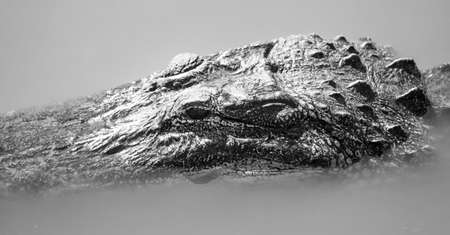 An adult alligator surfaces long enough to catch some sun and a few breaths in Florida USAの写真素材