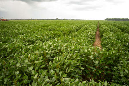 Georgia State Agriculture creates a healthy green field full of good food soy beansの写真素材