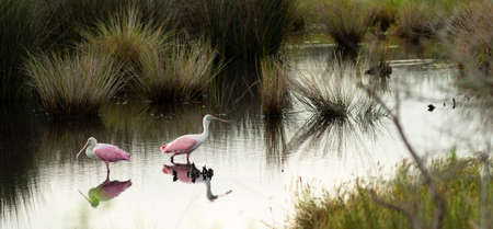 The Roseate Spoonbill is an unusual and unique wading bird found in the southern United Statesの写真素材
