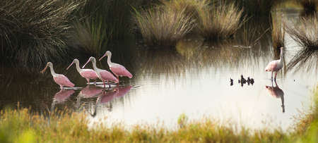 The Roseate Spoonbill is an unusual and unique wading bird found in the southern United Statesの写真素材