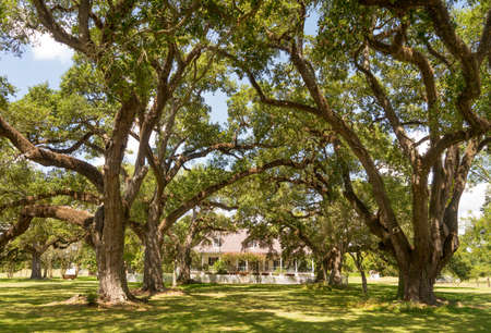 Large Oak Trees provide a canopy of shade protecting the landscape from UV raysのeditorial素材