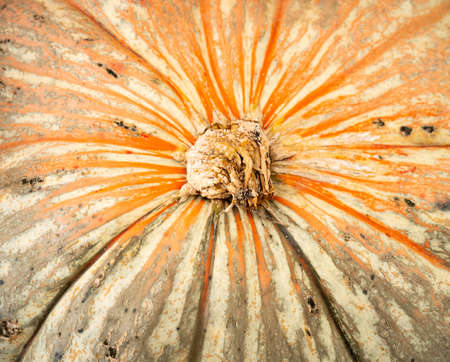 We know fall is here when displays full of Pumpkins and Gourds show up at the marketの写真素材