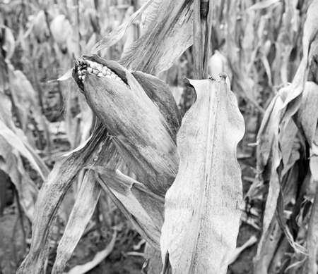Farm field crops wait for harvest drying up in the fieldの写真素材