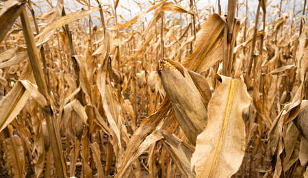 Farm field crops wait for harvest drying up in the fieldの写真素材