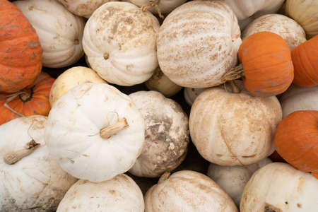 We know fall is here when displays full of Pumpkins and Gourds show up at the marketの写真素材