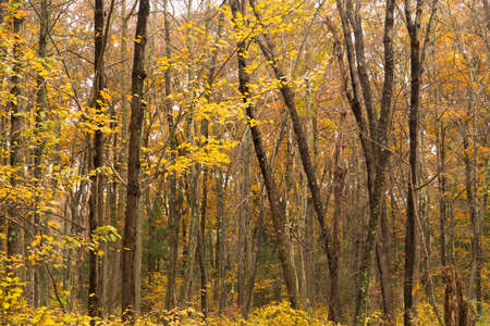 Unique trees stand out against bright yellow leaves ready to fall as winter sets inの写真素材