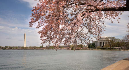 The Cherry Blossoms have already peaked around the Tidal Basin in Washington DCの写真素材