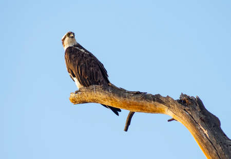 Big American Raptor and Eagle waits looking for a reason to flyの写真素材