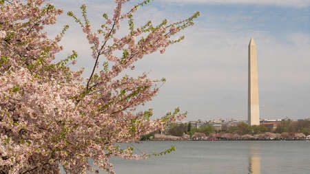 An opening between the trees allows a view of the Washington Monument in the District of Columbiaの写真素材