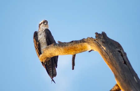 Big American Raptor and Eagle waits looking for a reason to flyの写真素材