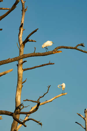 Two birds preen and groom while perched on a tree on Assateague Island