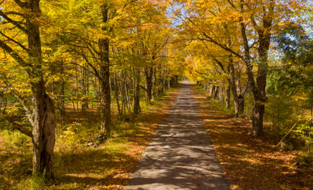 Secluded Narrow Lane Road Tree Leaves Autumn Season Fall Colorsの写真素材