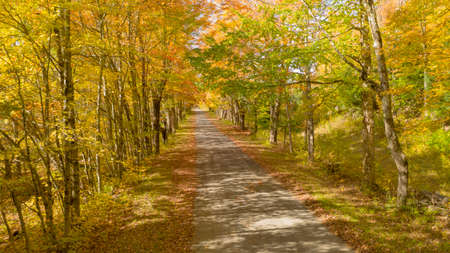Secluded Narrow Lane Road Tree Leaves Autumn Season Fall Colorsの写真素材