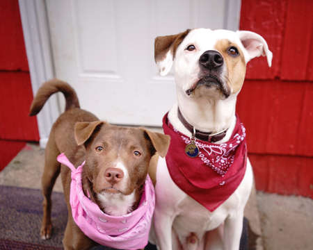Pair of canines brother and sister sit on the stoop in the backyard