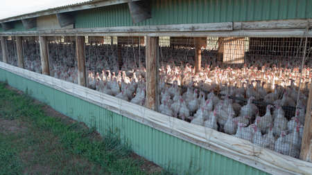 Hundreds of Turkey get plumped up for sale and consumption in a long barnの写真素材