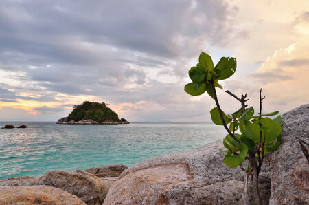 Plant grow on the rock beside the seaの写真素材