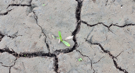 Close up scene of plant growing in cracked ground fieldの写真素材